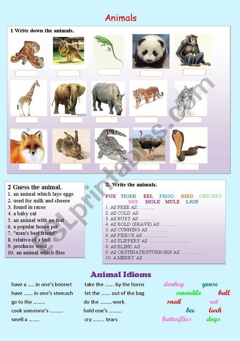 Animal worksheet