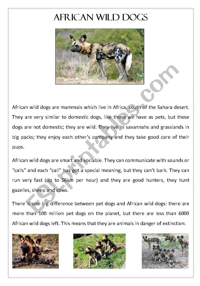 African Wild Dogs - Reading Comprehension