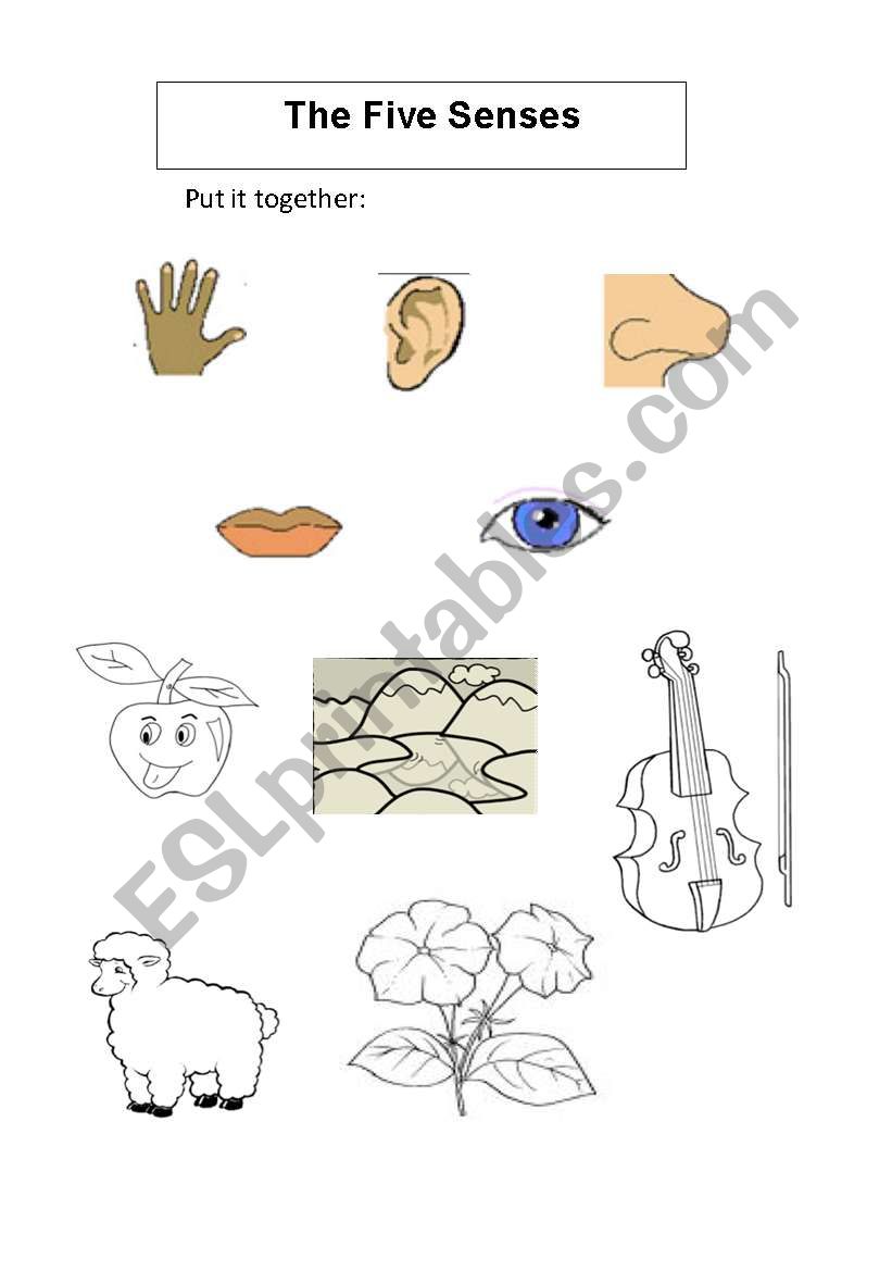 The Five Senses worksheet