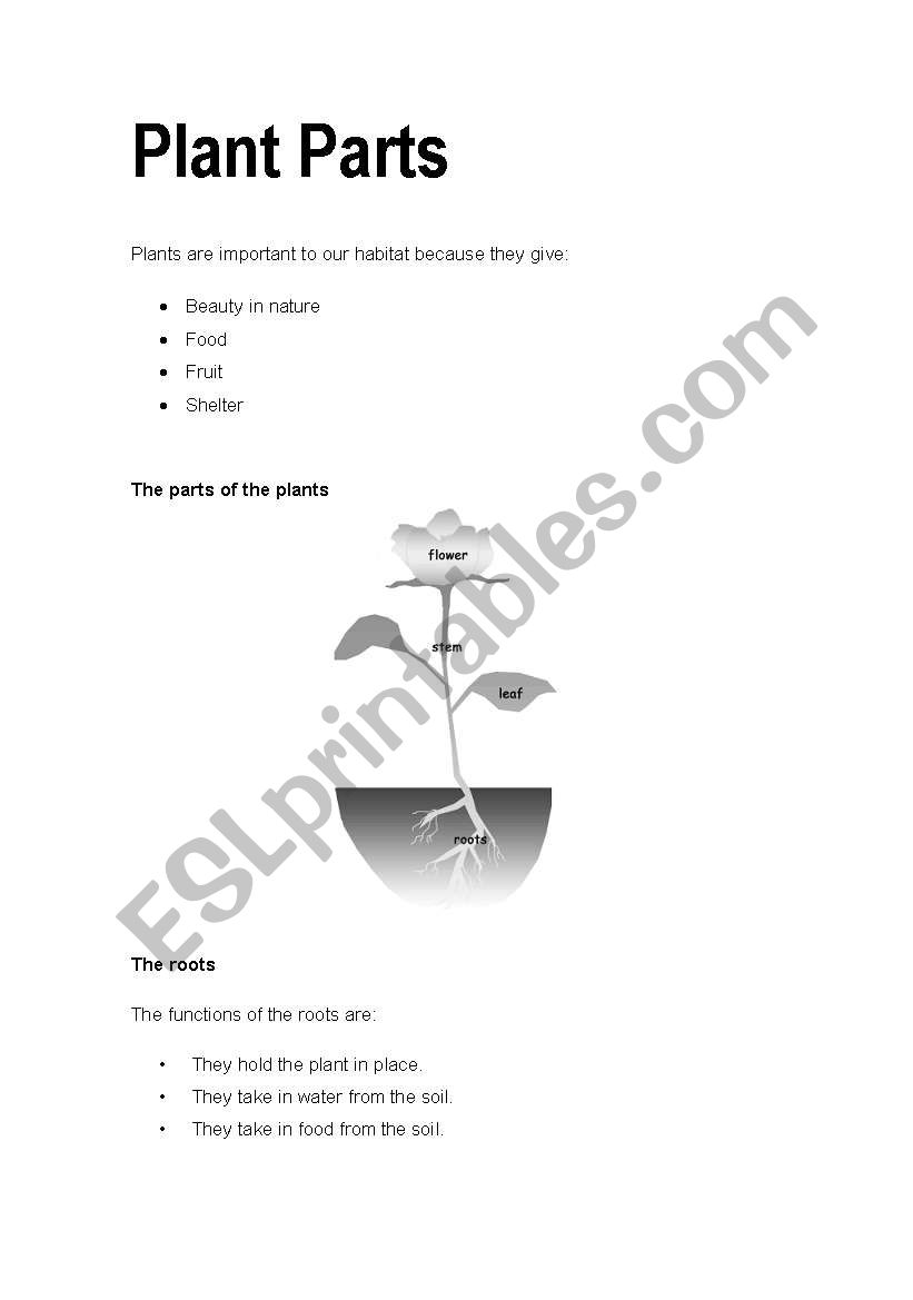 The parts of a plant worksheet