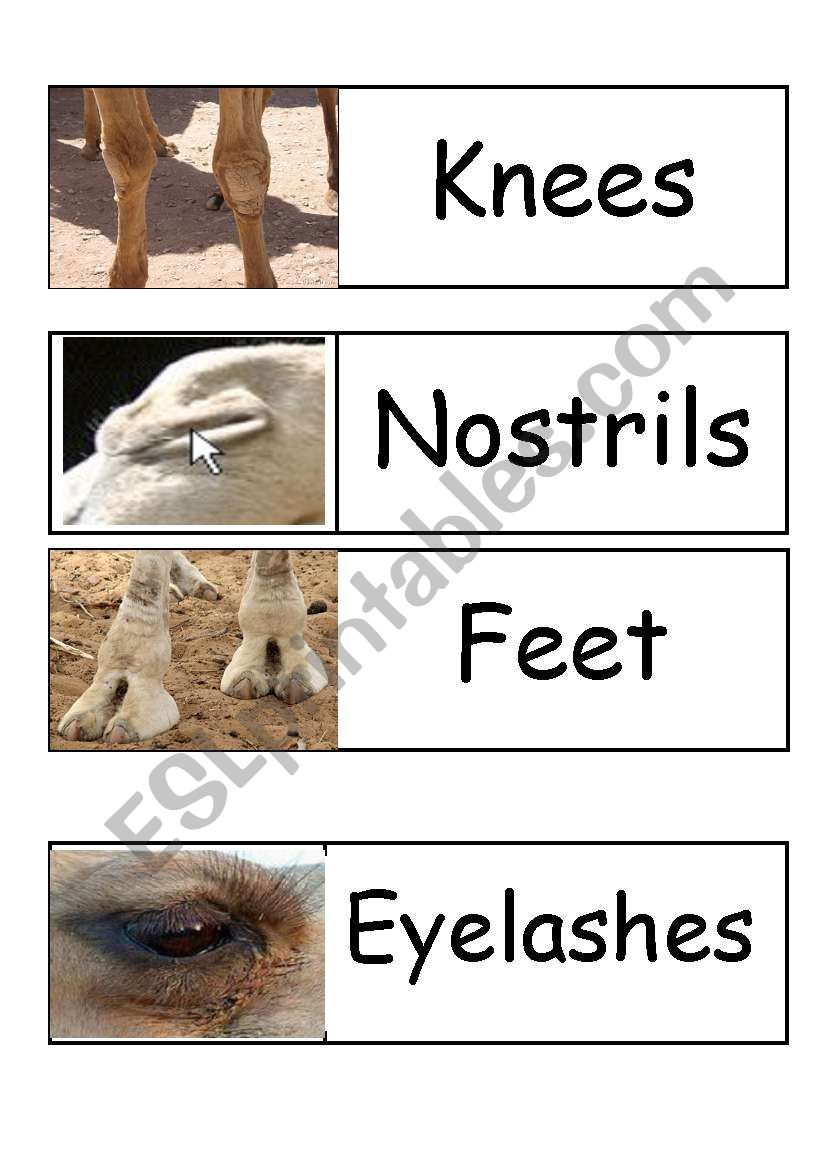 Camel body parts worksheet