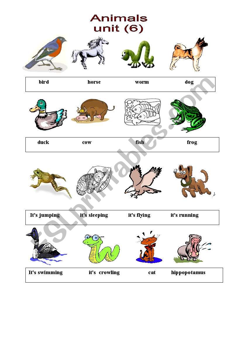 animals worksheet