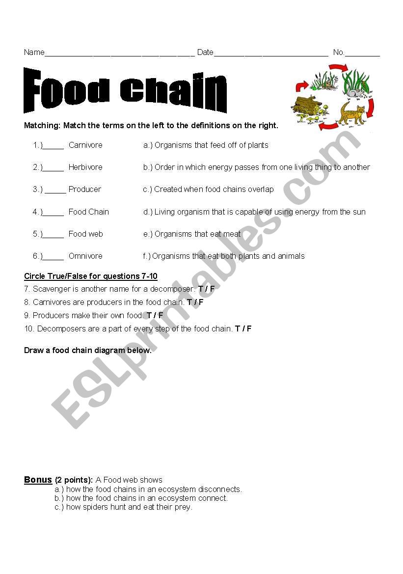 Food Chain Assessment worksheet