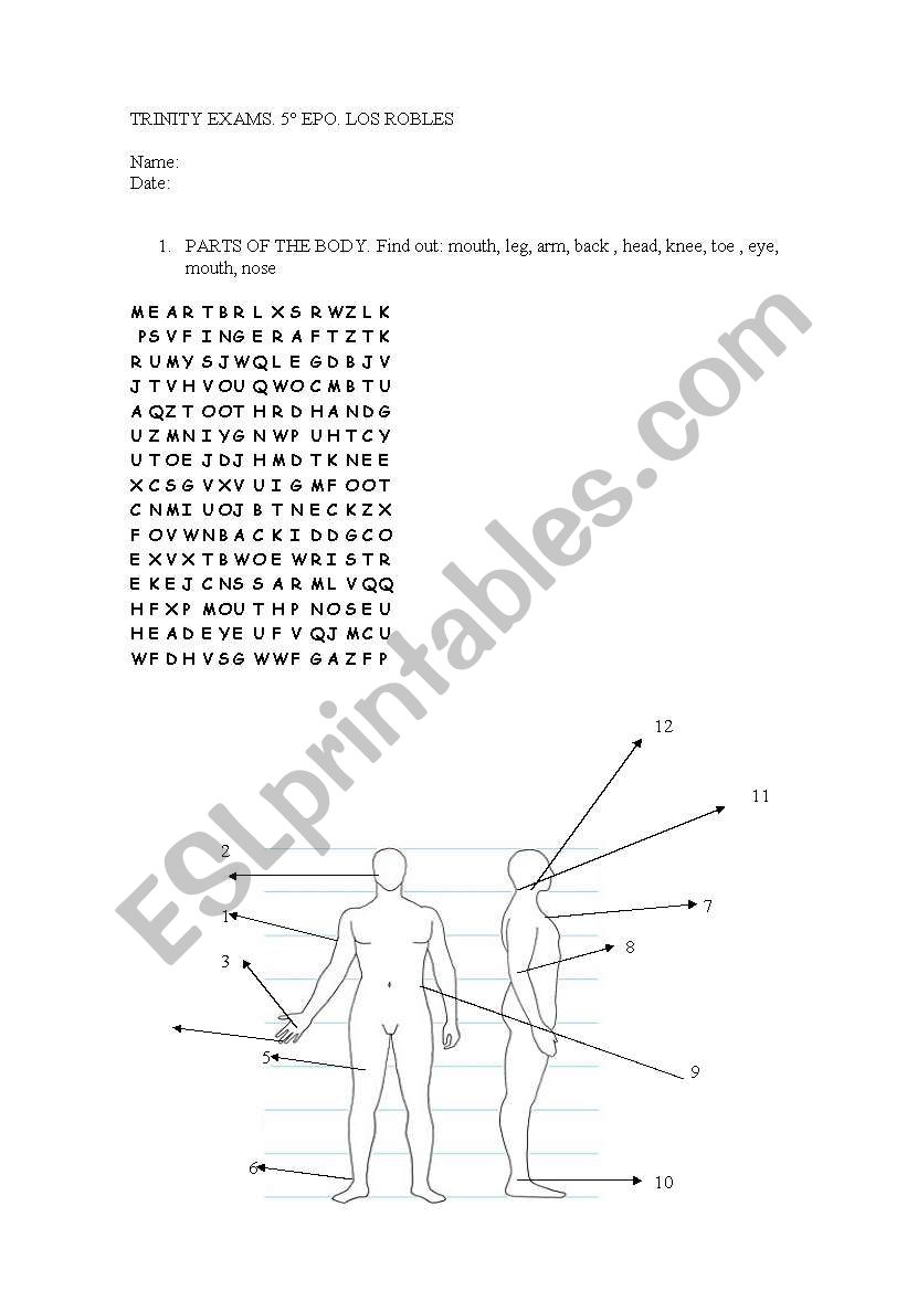 parts of the body worksheet