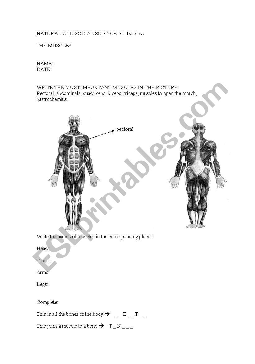 the muscles worksheet