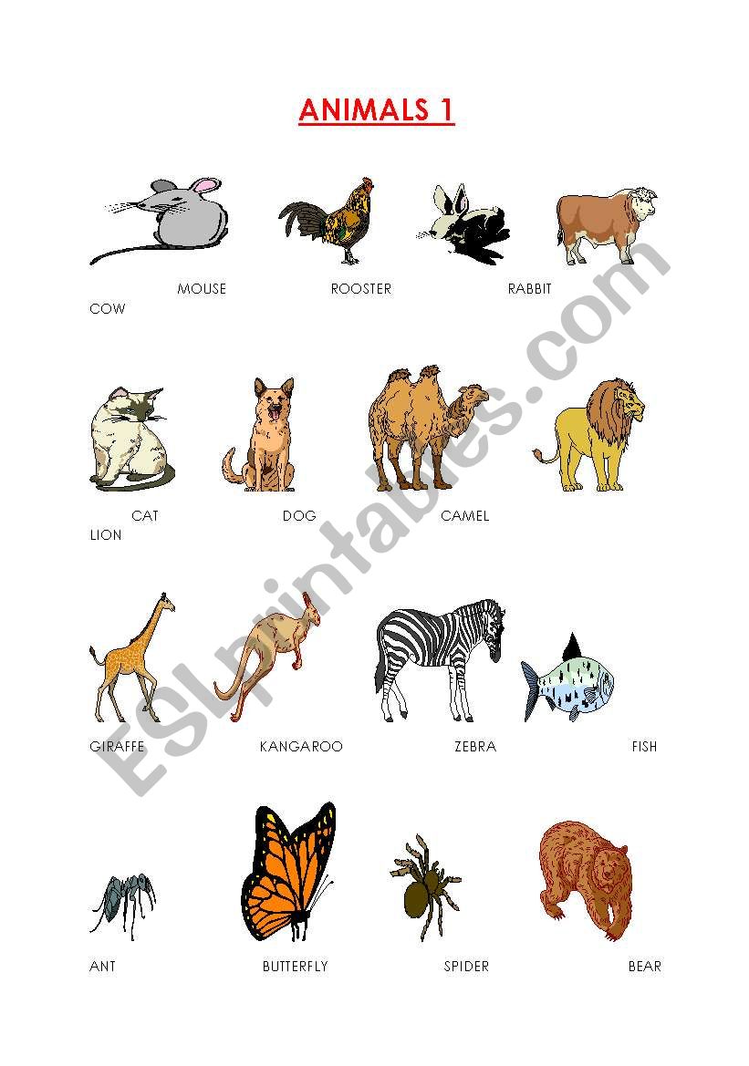 ANIMALS WORKSHEET worksheet