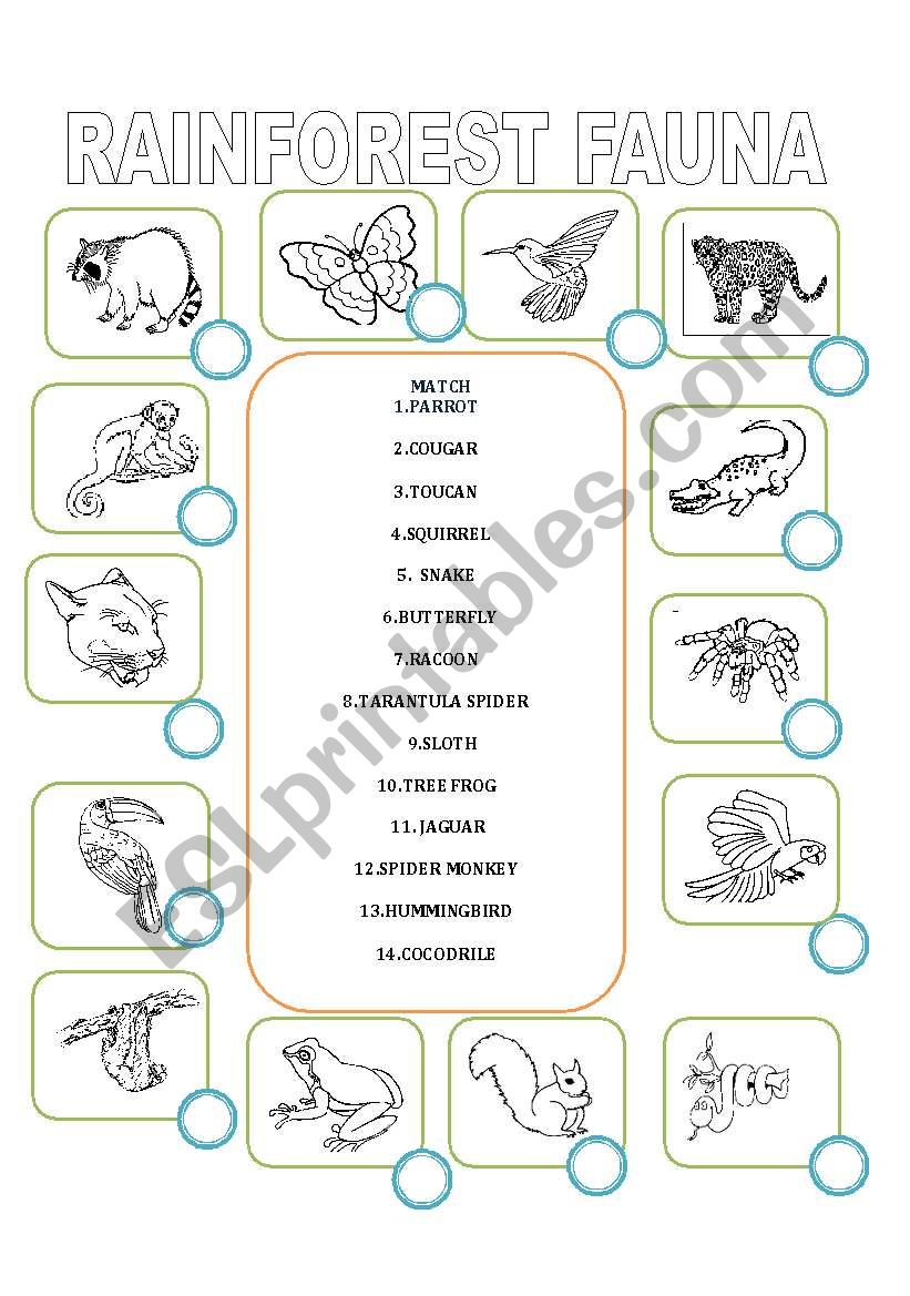 Rainforest Fauna worksheet