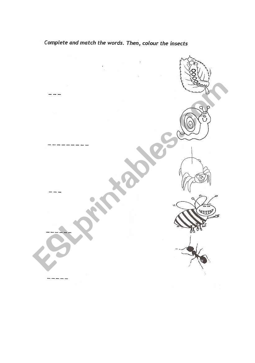 insects worksheet