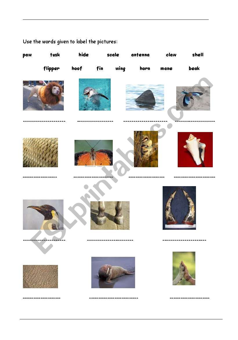 Animal life worksheet