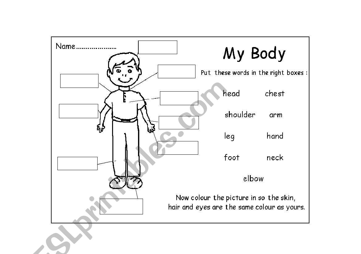 My Body _ BOY worksheet