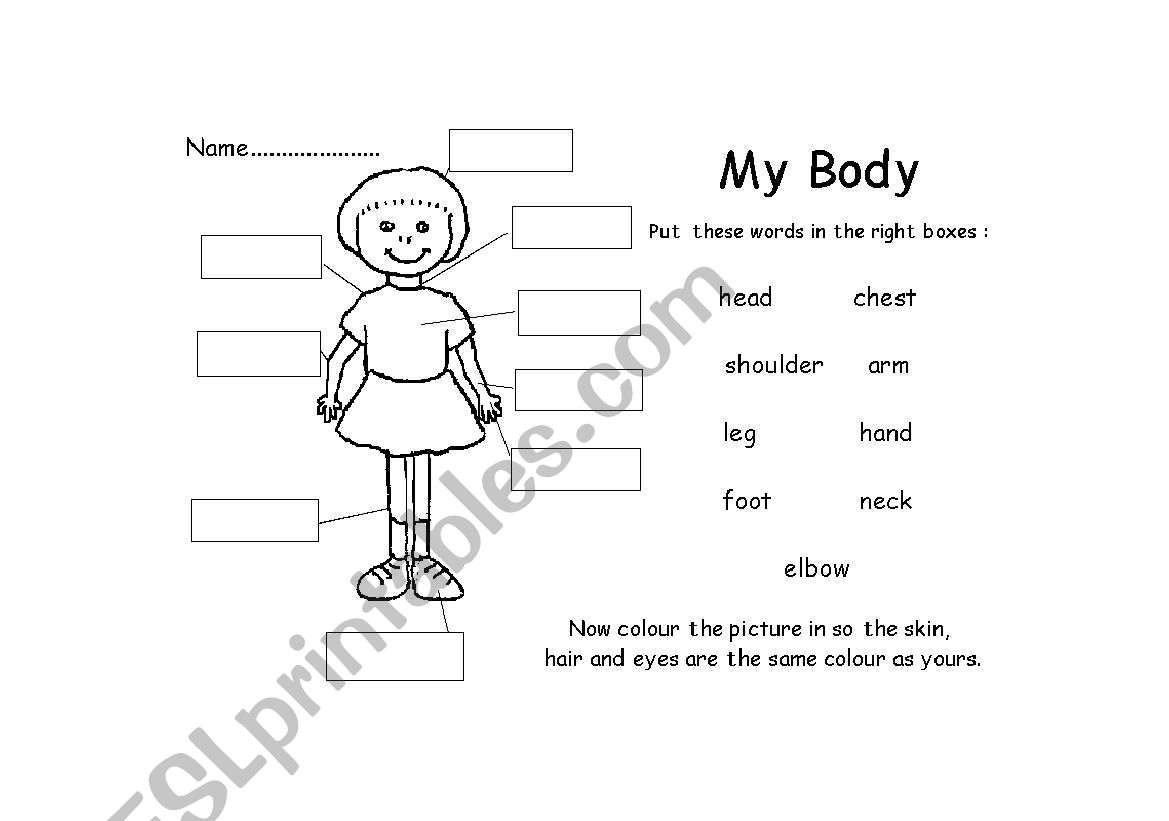 My Body _ GIRL worksheet