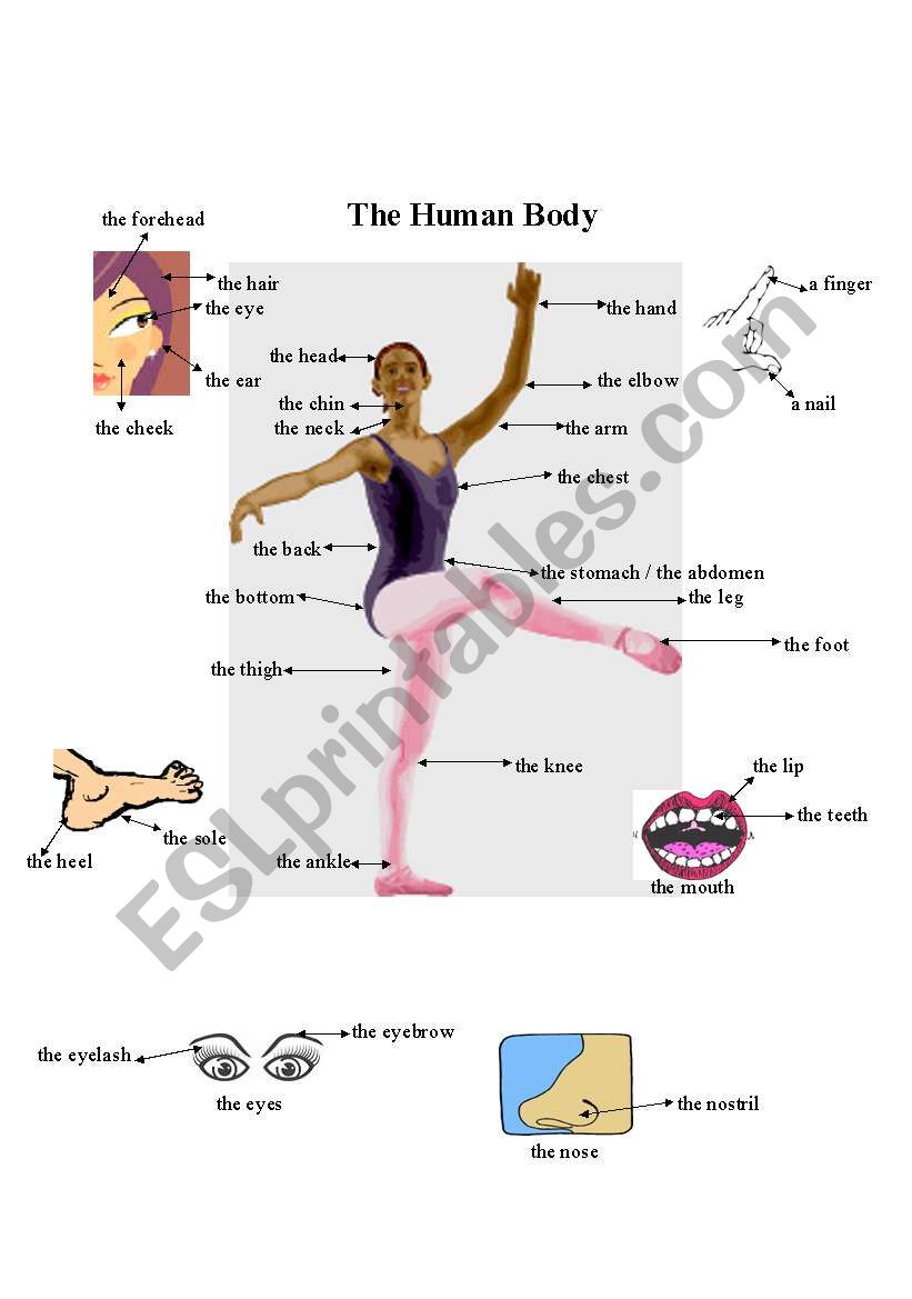 The Human Body worksheet