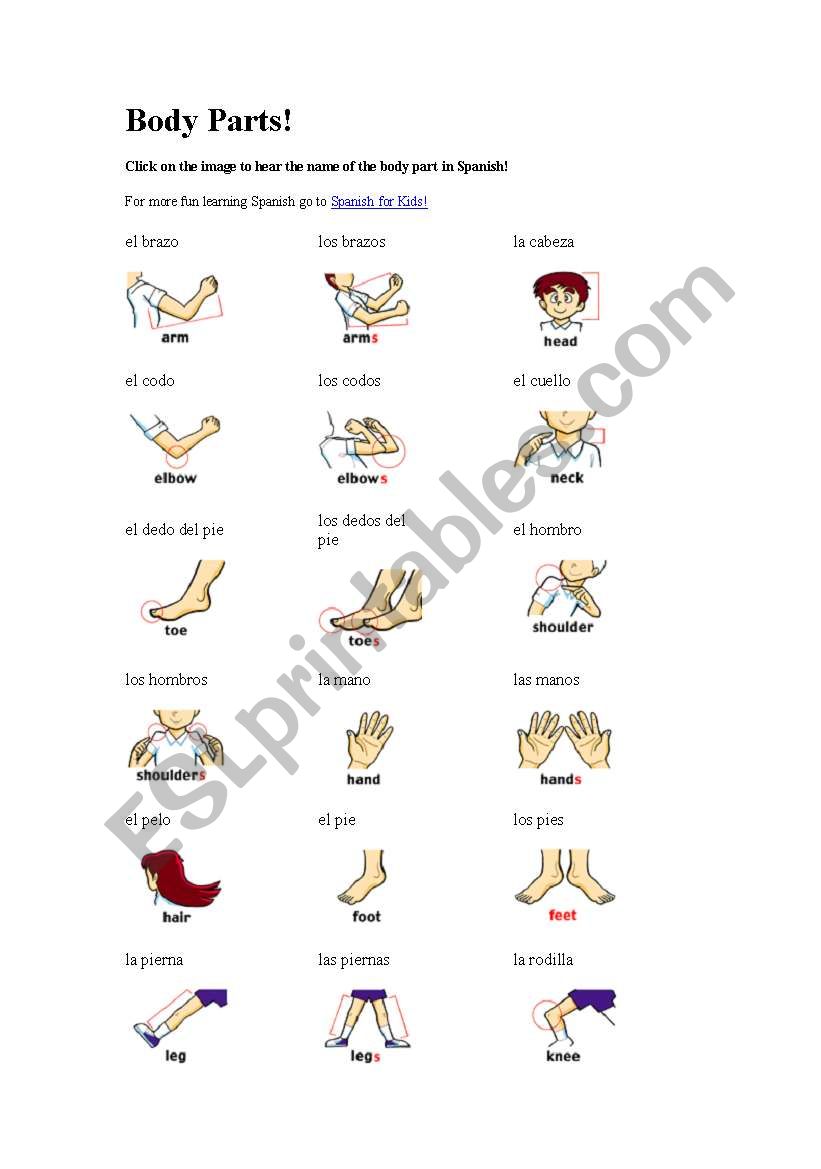 body parts worksheet