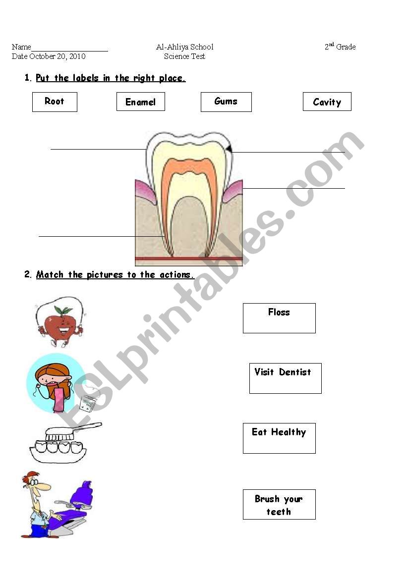 teeth worksheet
