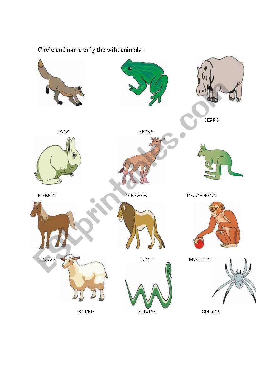 Animals worksheet