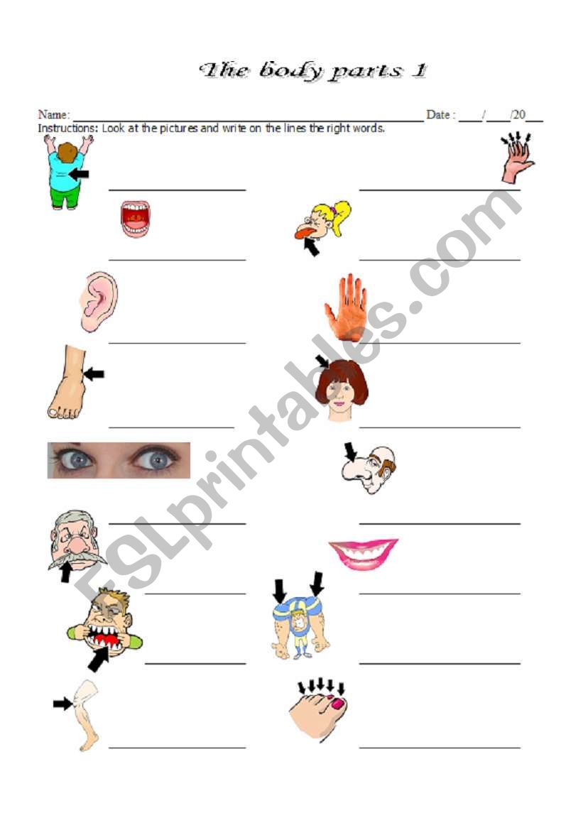 The body parts 1 worksheet