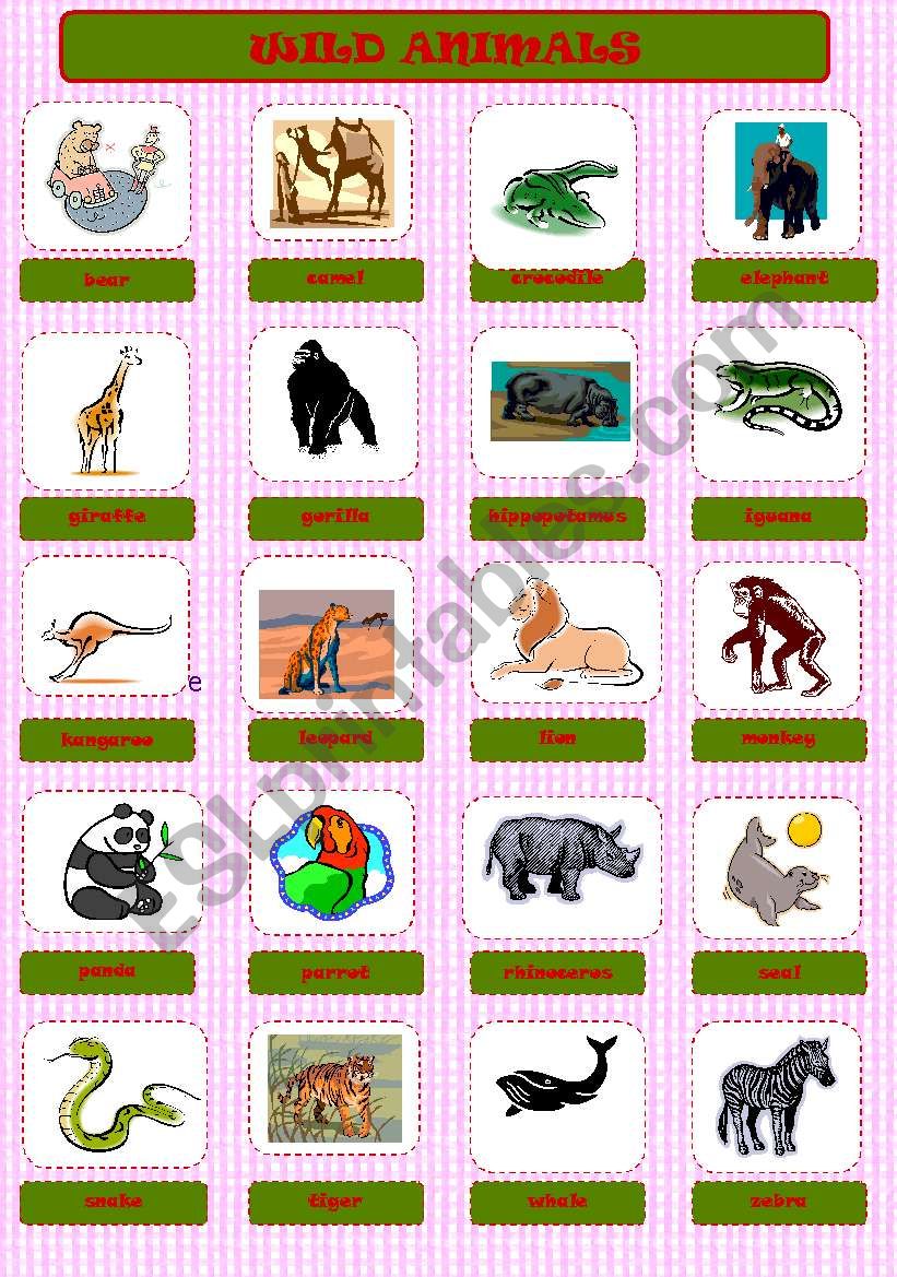 WILD ANIMALS PICTIONARY worksheet