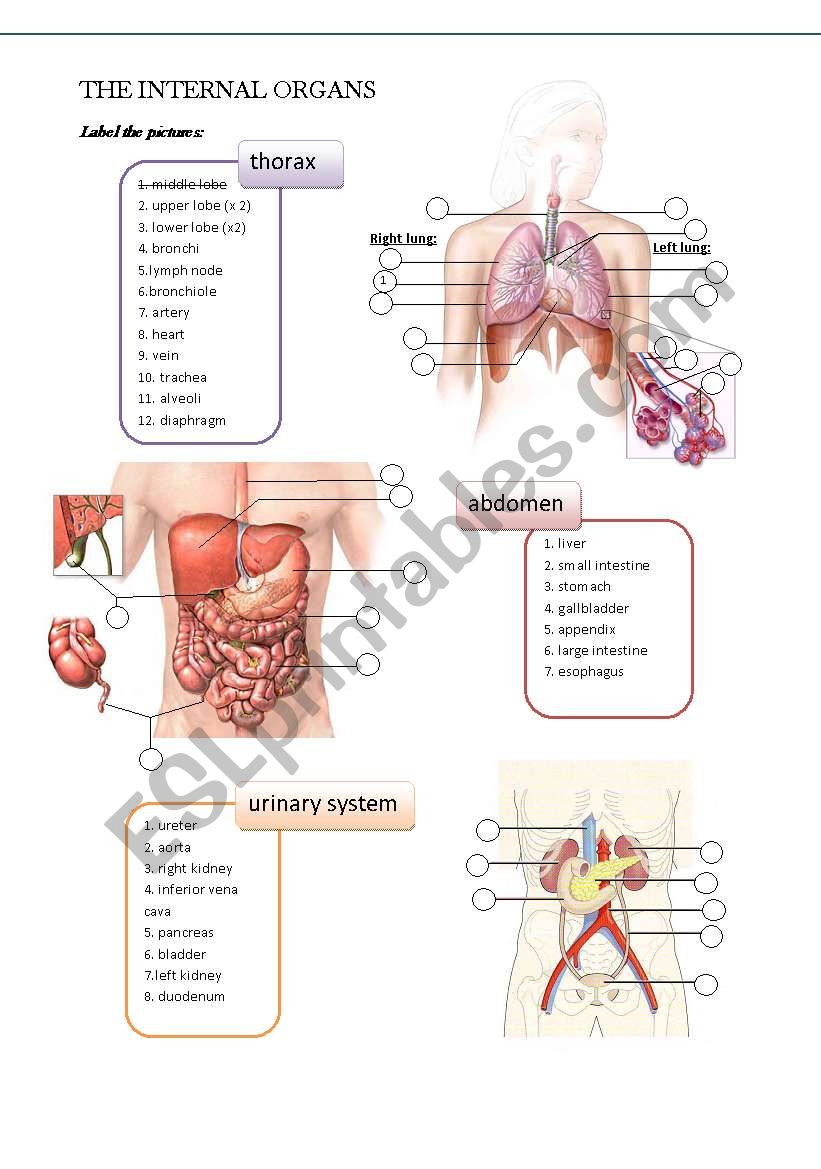 Hospital / medical: internal organs (body parts) - ESL worksheet by