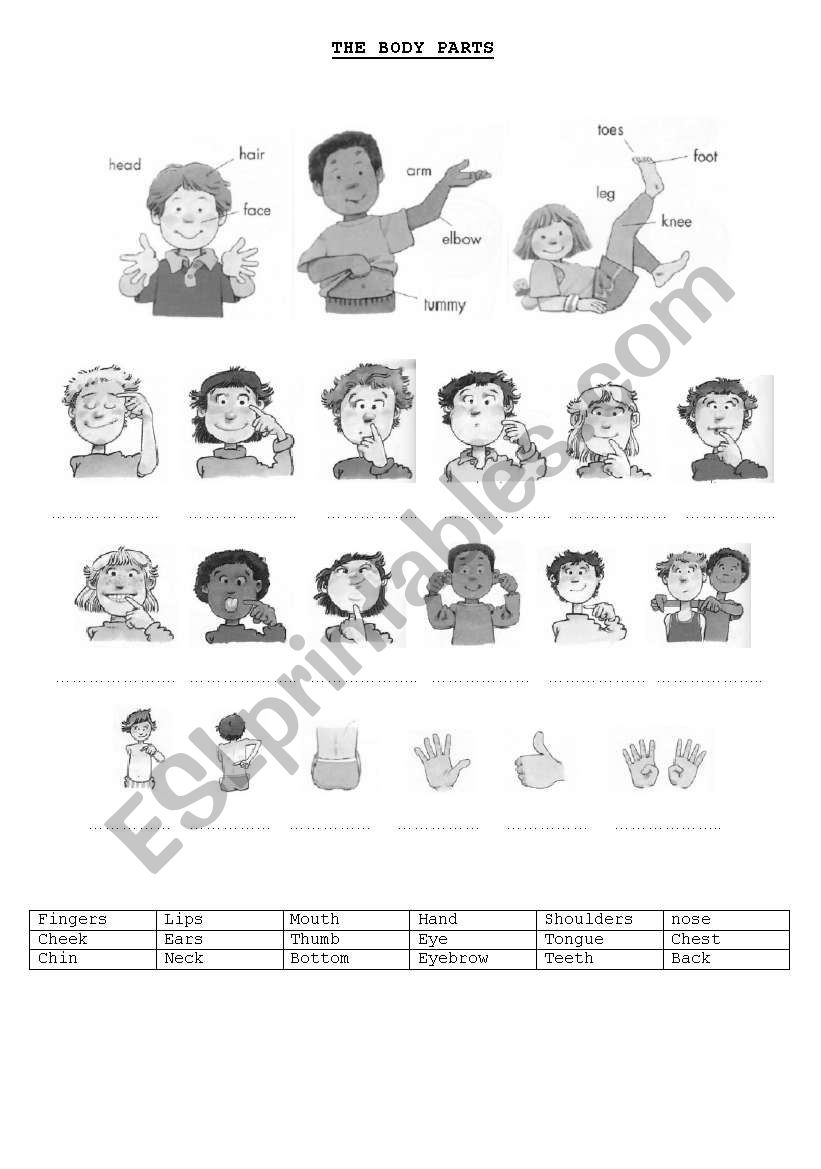 BODY PARTS worksheet