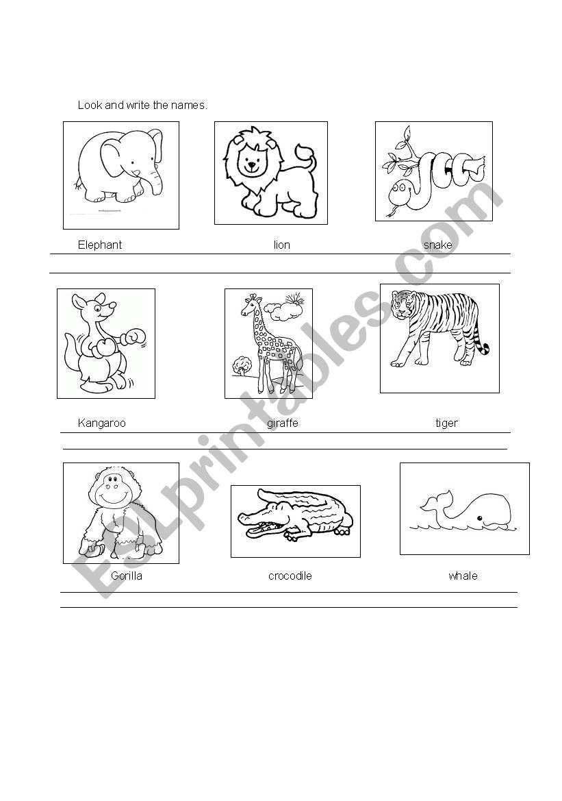 My favorite wild animals worksheet