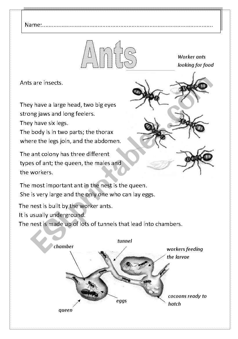 Ants worksheet