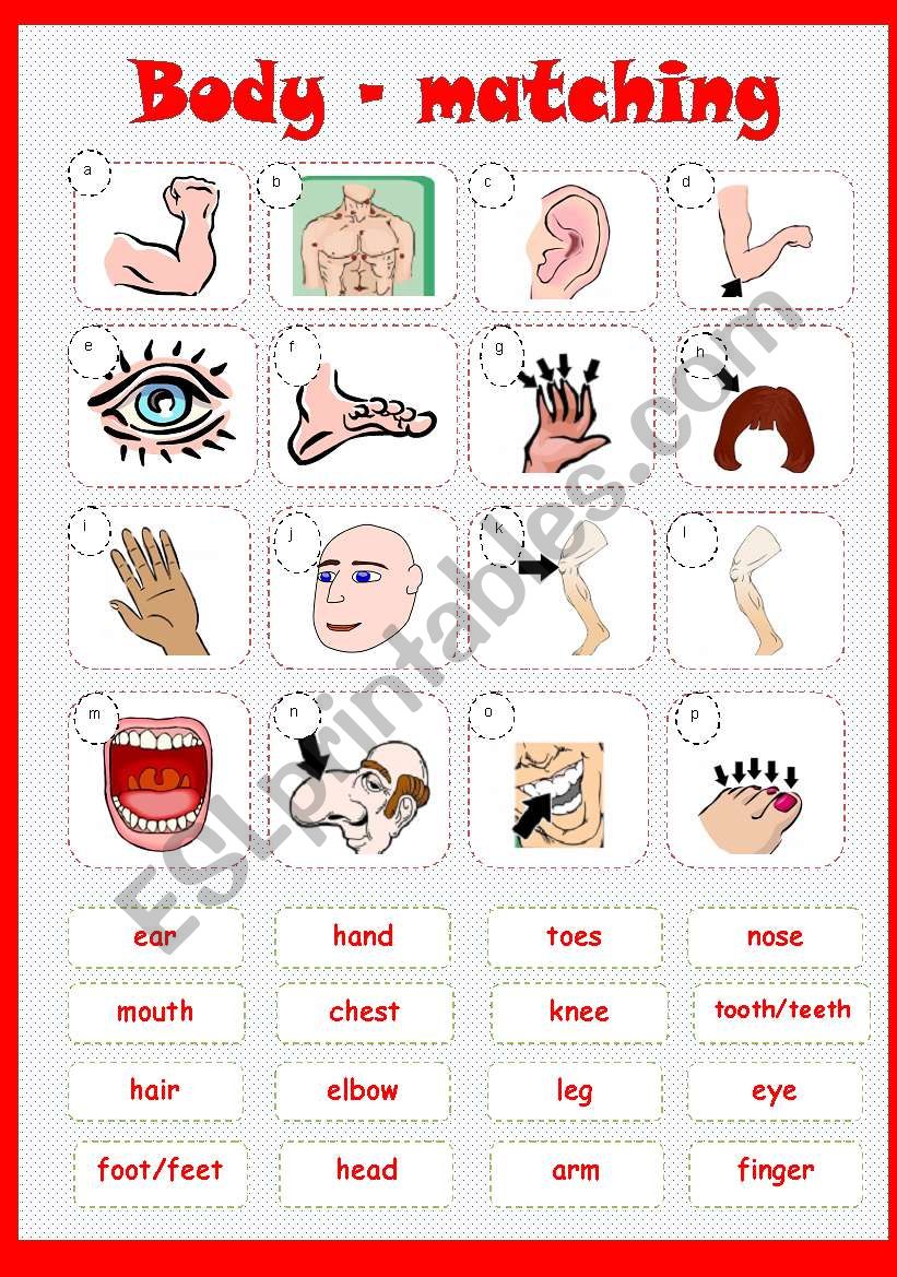 BODY MATCHING worksheet