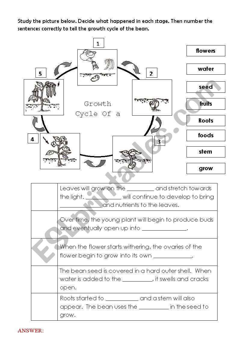 Printable Life Cycle Of A Bean Plant Worksheet