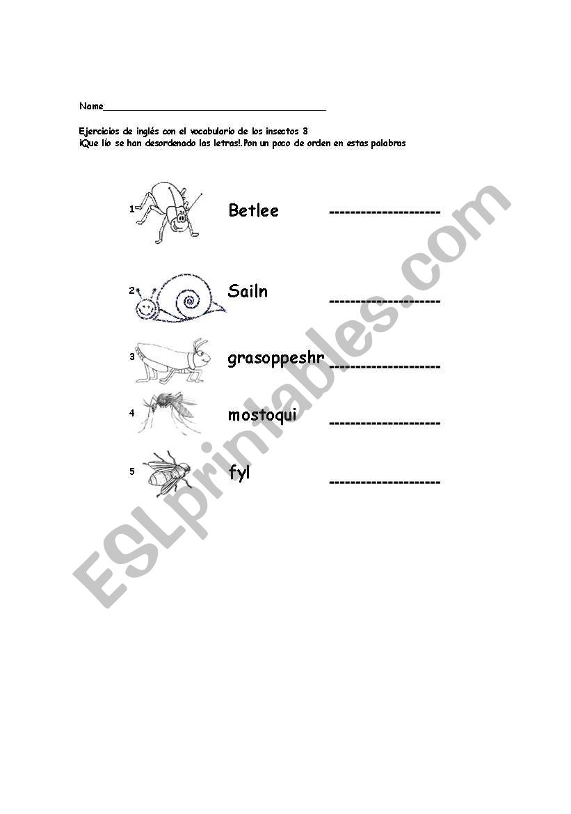 insects worksheet