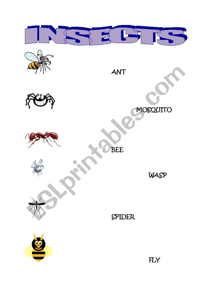 insects worksheet