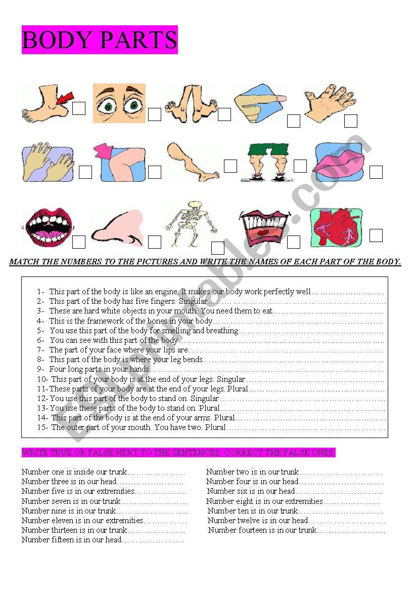 BODY PARTS. DEFINITIONS AND TRUE OR FALSE EXERCISE.