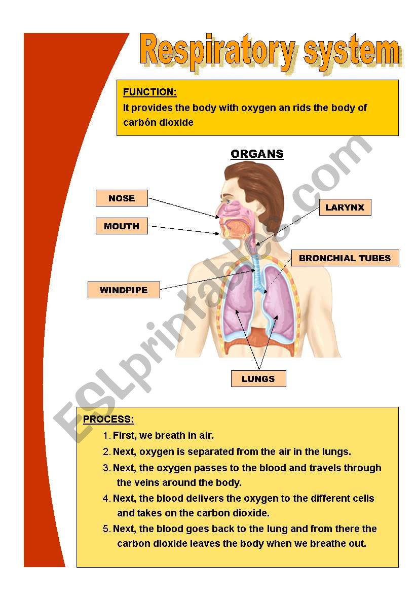 Basic respiratory system - ESL worksheet by Mariola PdD Inside Respiratory System Worksheet Pdf