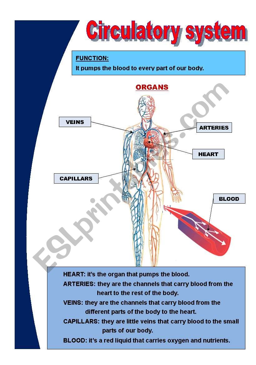 Circulatory System Free Printable Worksheets