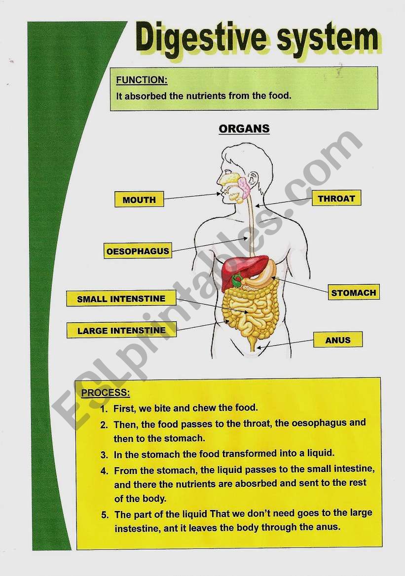 Basic digestive system worksheet