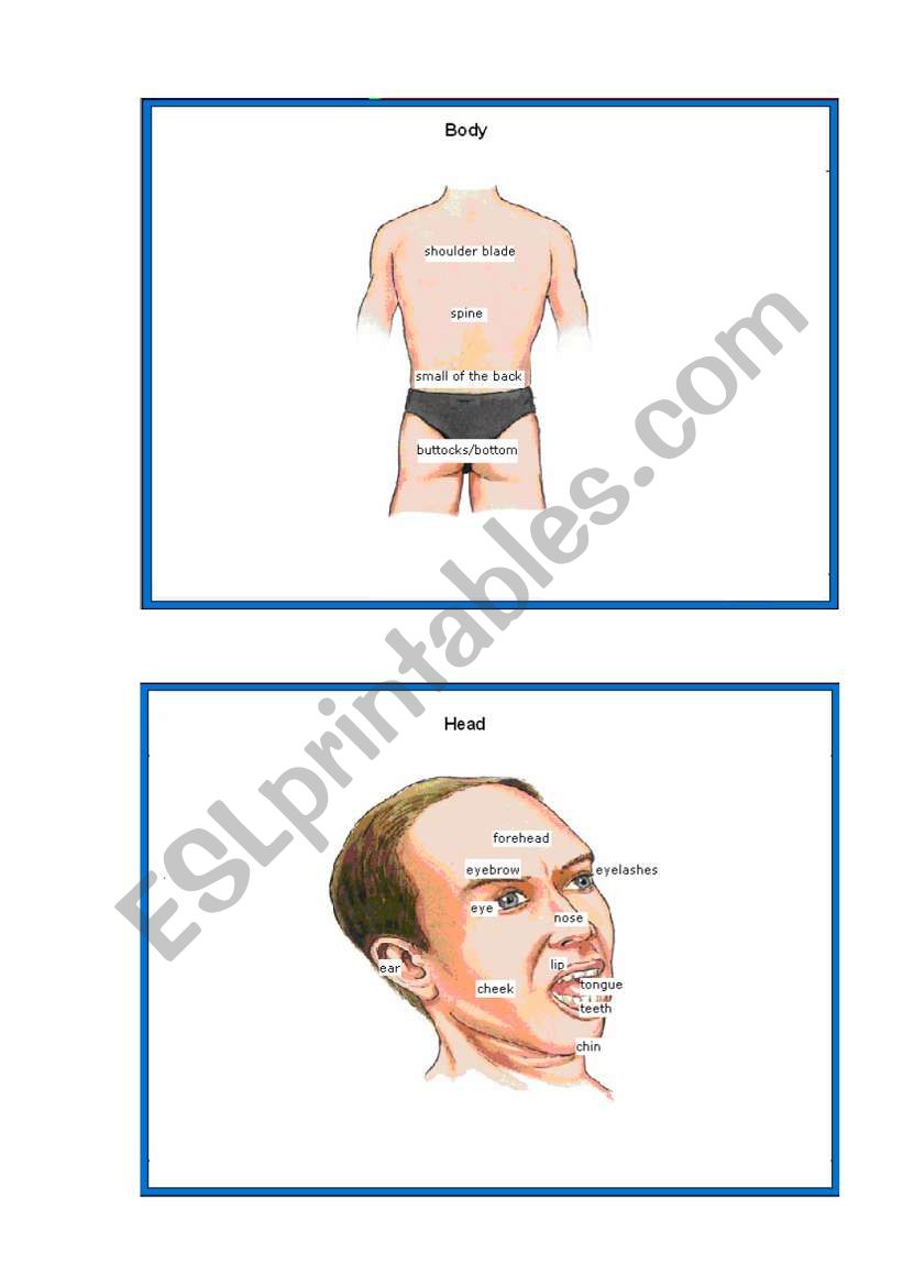 Parts of the Body worksheet