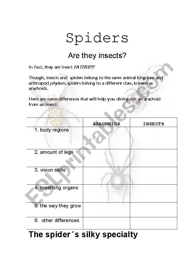 Spiders worksheet