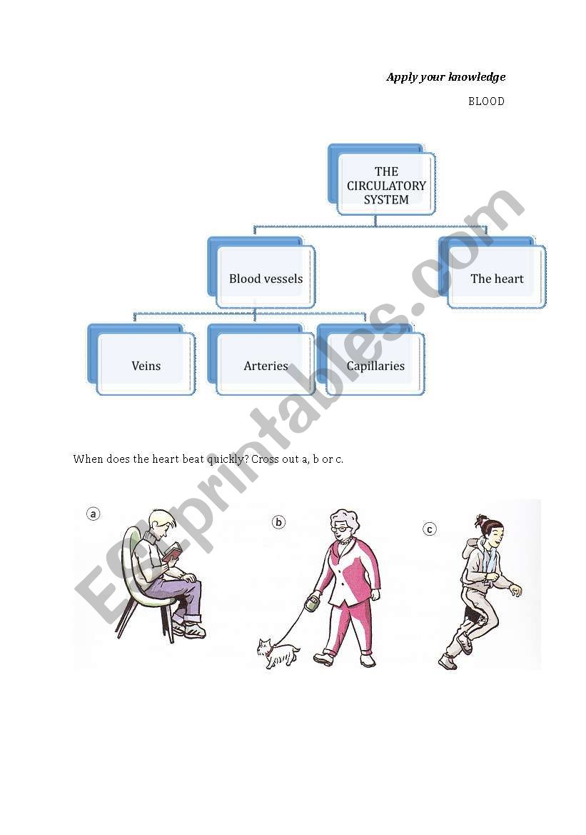 THE CIRCULATORY SYSTEM worksheet