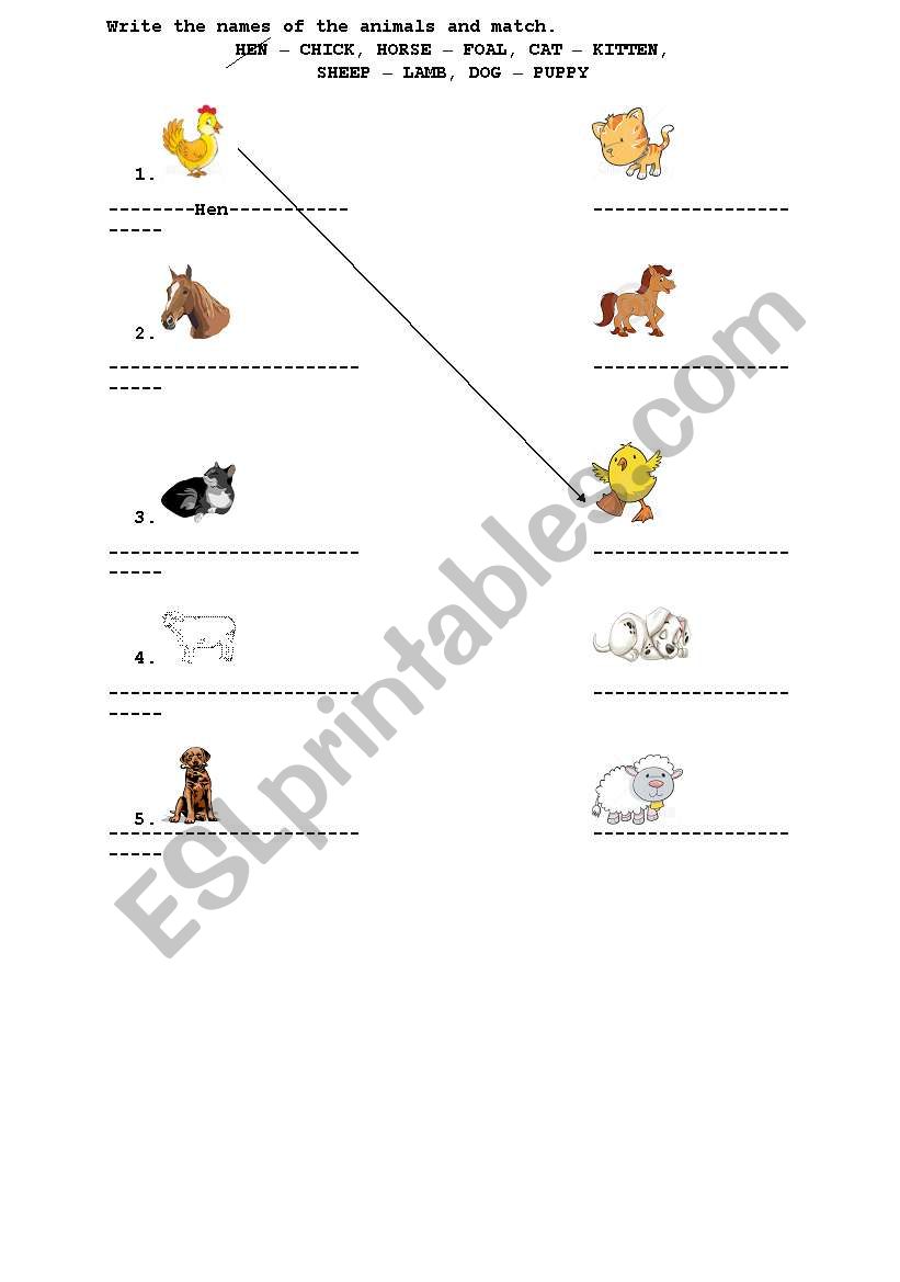 Baby animals worksheet