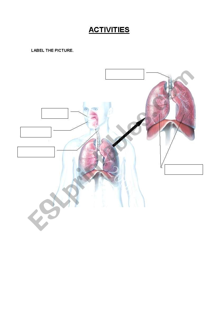 The Body Activities worksheet