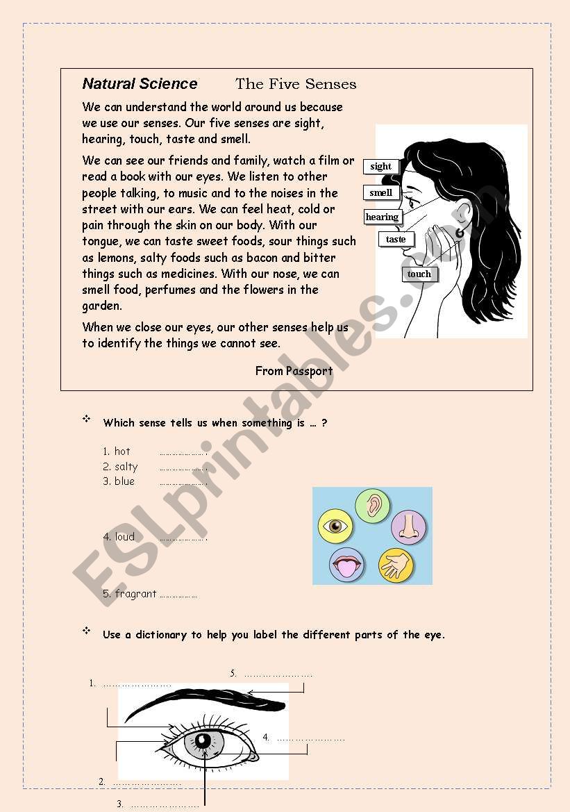 The five senses worksheet