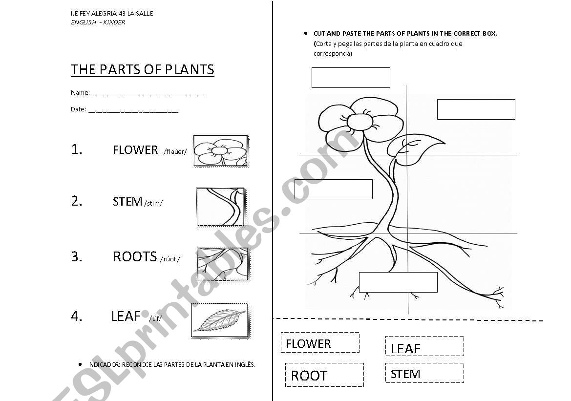 THE PLANT - ESL worksheet by inglésforever