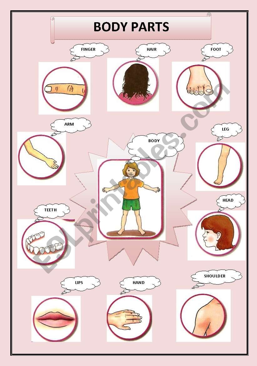 BODY PARTS worksheet