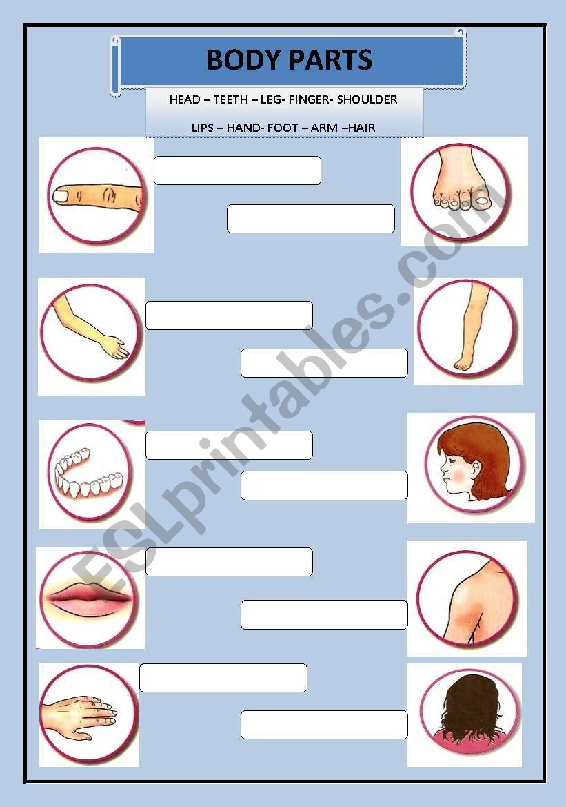 BODY worksheet