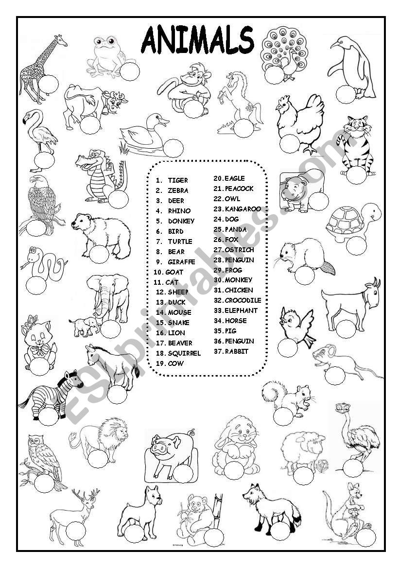 animals worksheet