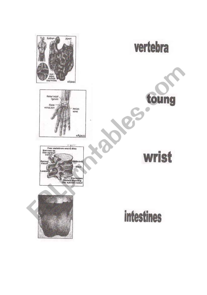 science work sheet worksheet