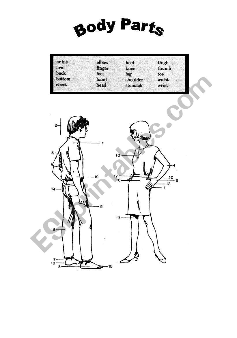 Body Parts worksheet