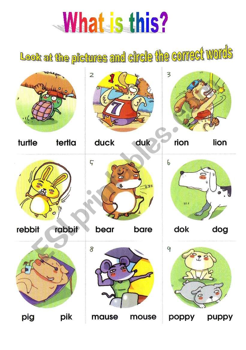 What is this? Animals!!! worksheet