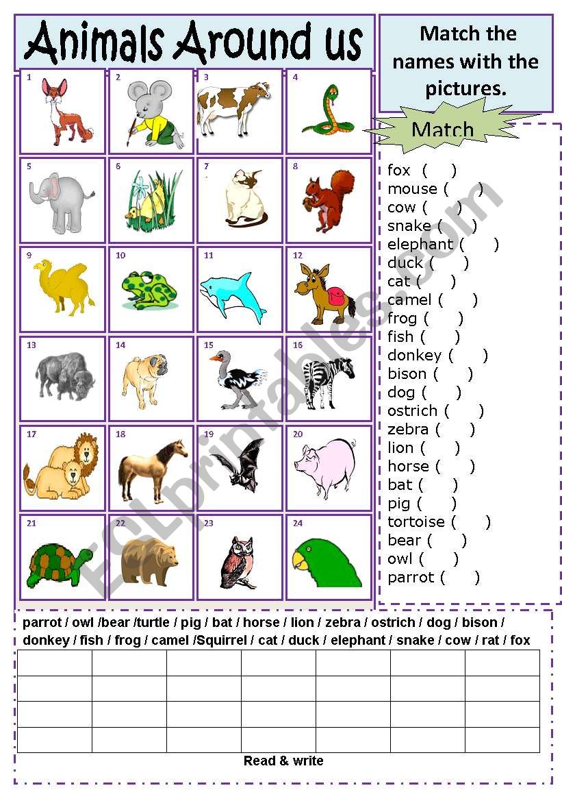 Animals Match worksheet