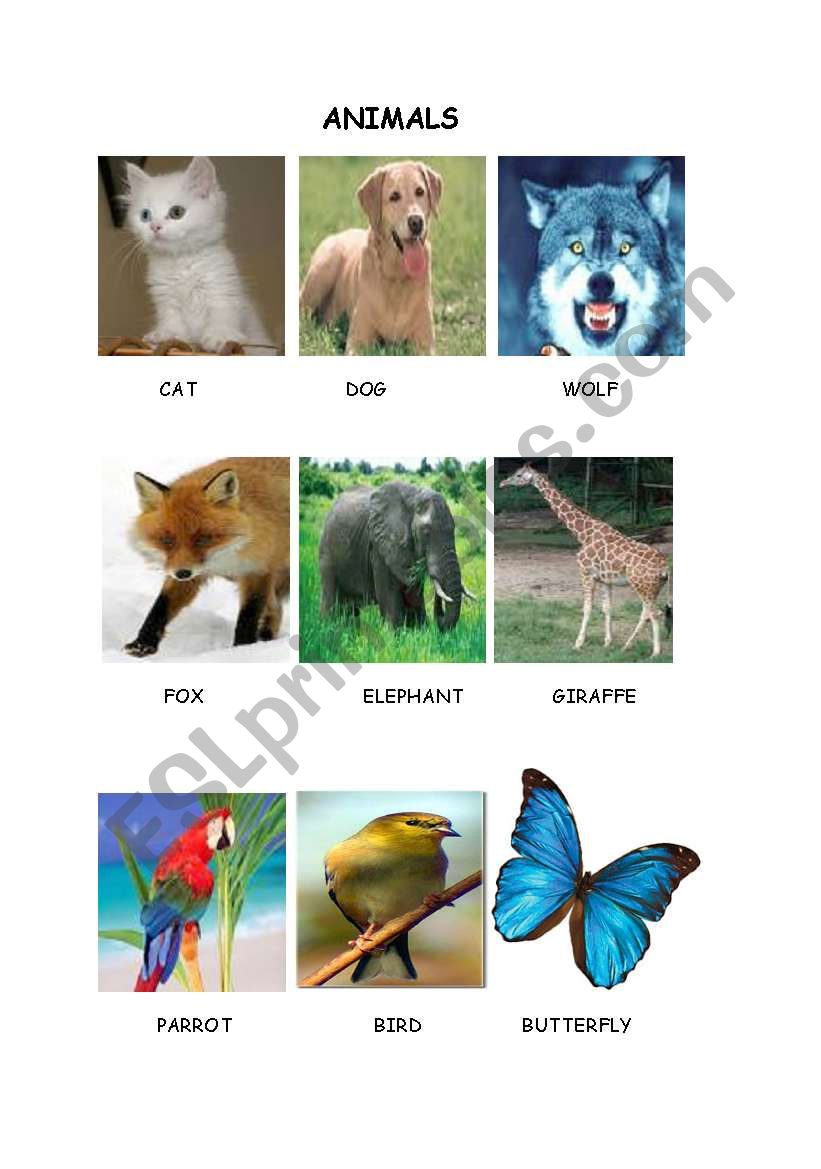 ANIMALS 1 worksheet