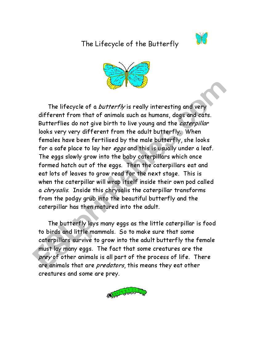 Lifecycle of the Butterfly worksheet