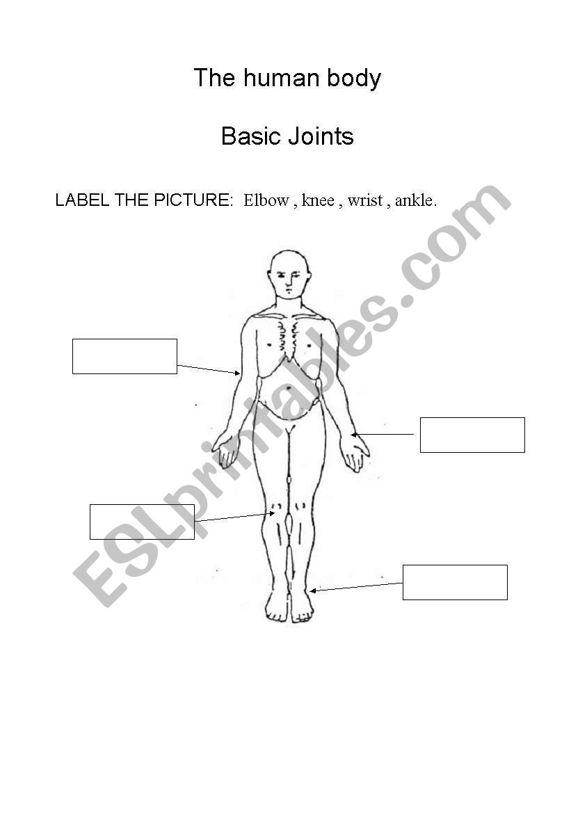 Label the picture- Joints worksheet